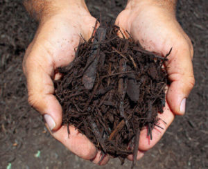 brown dyed mulch in hands close up