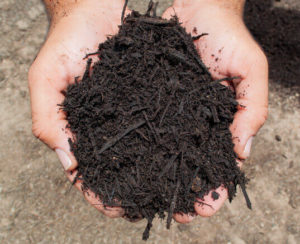 composted mulch in hands close up