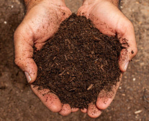 manure compost in hands close up